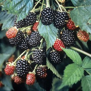 Ежевика Тройная Корона