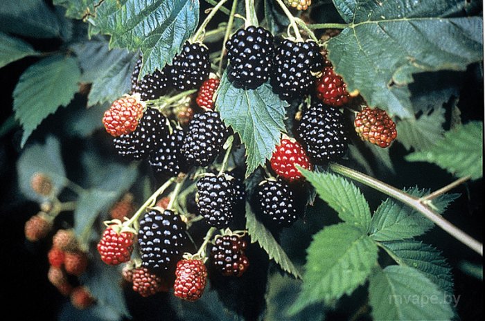 Ежевика Тройная Корона Ежевика Тройная Корона