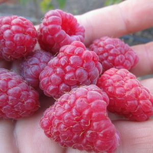 Малина Жаклин Малина Жаклин