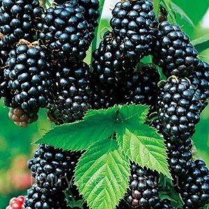 Саженцы ежевики Чачанска Бестрна