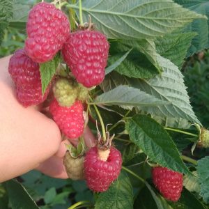 Малина Джоан Ирен