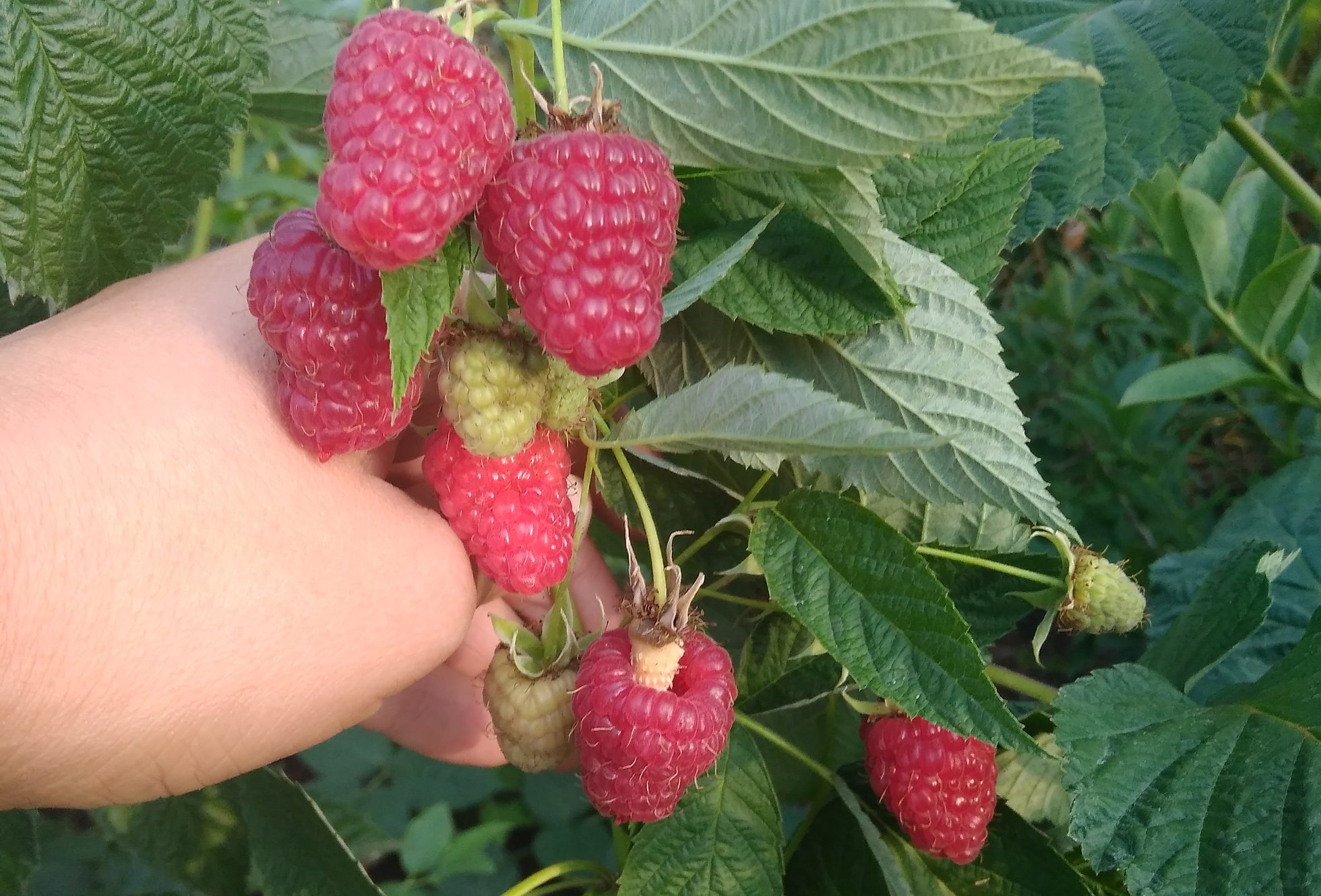 Малина Джоан Айрен Малина Джоан Ирен