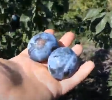 Слива Чачакская Найболия чачакская наиболее