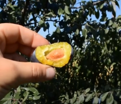 Слива Чачакская Найболия чачакская наиболее