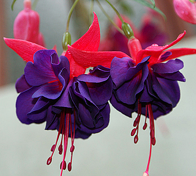 ФУКСИЯ DARK EYES