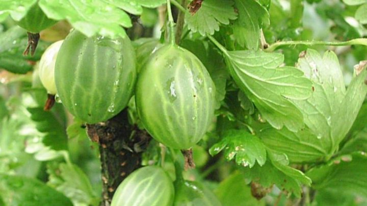 Крыжовник Зелёный бутылочный