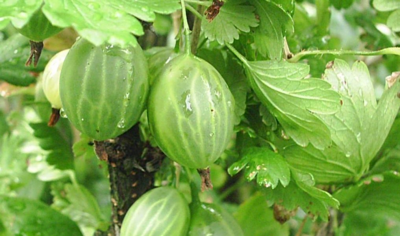 Крыжовник Зелёный бутылочный Крыжовник Зелёный бутылочный