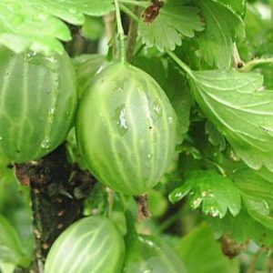 Крыжовник Зелёный бутылочный