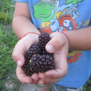 Саженцы Бойсенберри