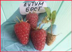 Малина Отем Бест Малина Отем Бест