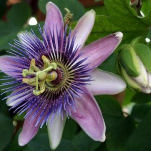 Пассифлора Белоти. Passiflora Belotti. Красивоцветущая плодовая лиана.