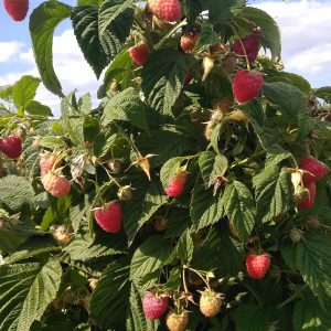 Малина Отем Фест (Autumn First) Малина Отем Фест (Autumn First)