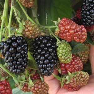 Ежевика Небеса могут подождать ("Heaven Can Wait") Ежевика Небеса могут подождать ("Heaven Can Wait")