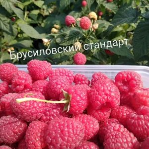 Малина Брусиловский стандарт - это новый сорт высокоурожайной ремонтантной малины