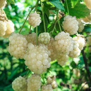 Ежевика с белой ягодой Polar Berry (Полар Берри)