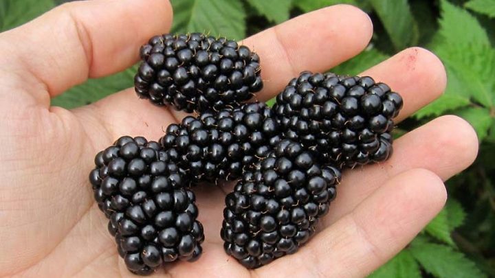 Eжевика Чачанска Бестрна