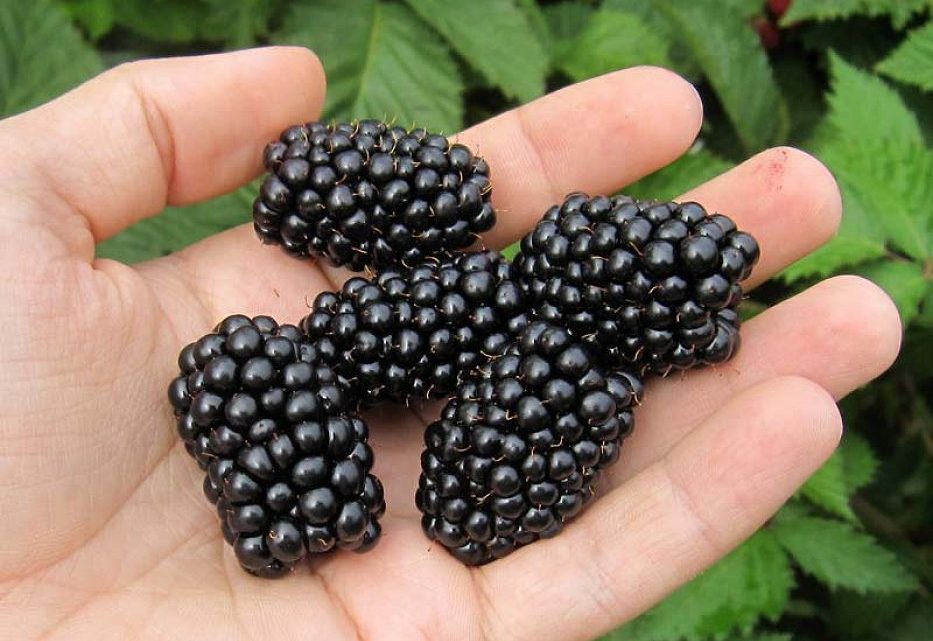 Eжевика Чачанска Бестрна Eжевика Чачанска Бестрна