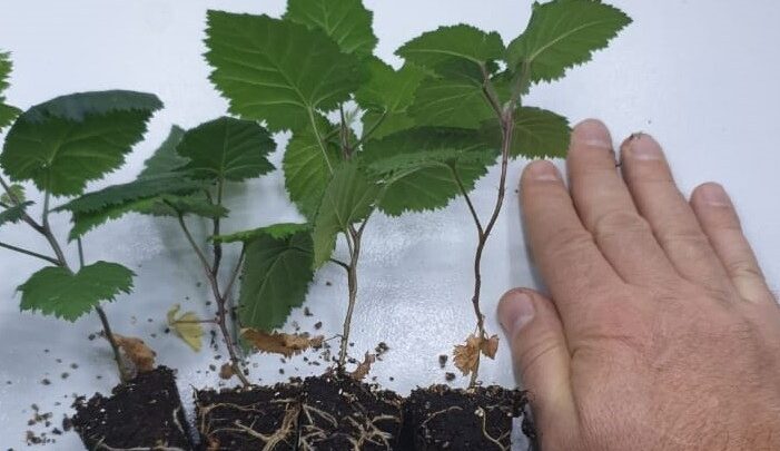 купить саженцы ежевики