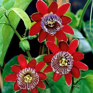 Пассифлора крылатая, Алата или бразильская маракуйя (Passiflora alata)