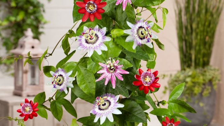 Пассифлора или страстоцвет