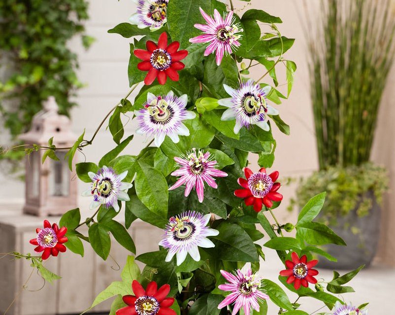 Пассифлора или страстоцвет