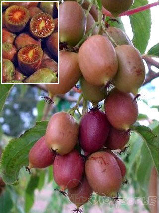 Актинидия Аргута Кенз Ред Актинидия Аргута Кенз Ред