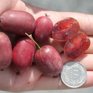 Актинидия Женева