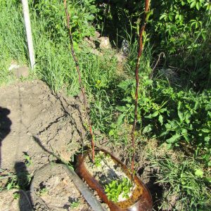 Малина Овация Малина Овация