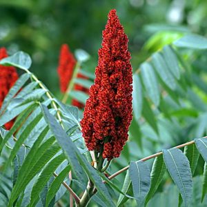 Сумах Оленерогий или Уксусное Дерево Сумах Оленерогий или Уксусное Дерево