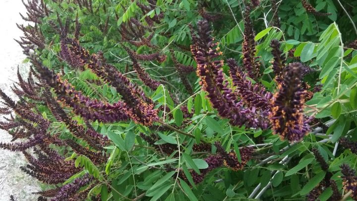 аморфа синяя