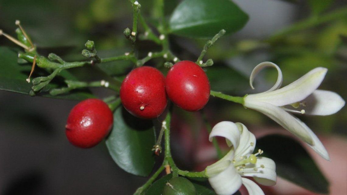 Мурайя: источник красоты и аромата Мурайя: источник красоты и аромата