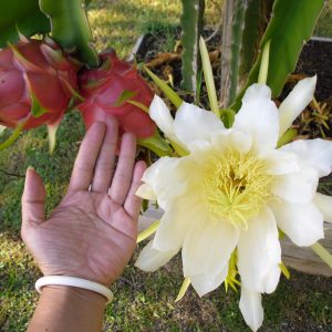 Питахайя — экзотический фрукт причудливой формы со вкусом, напоминающим киви Питахайя — экзотический фрукт причудливой формы со вкусом, напоминающим киви