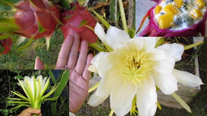 Питахайя, Драконов Фрукт