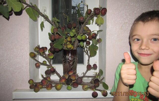 Инжир на продажу черенки и саженцы