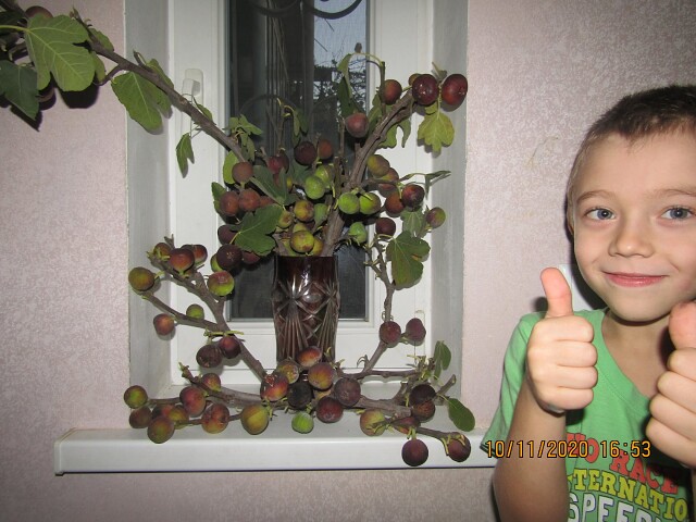 Инжир на продажу черенки и саженцы