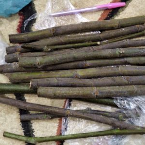 Инжир черенки