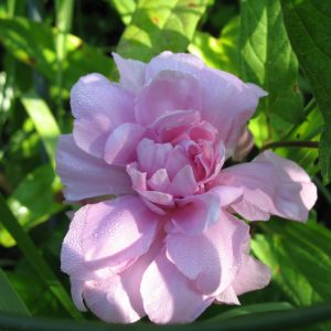 Калистегия сибирская роза