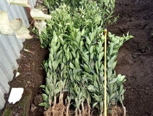 лимон саженцы