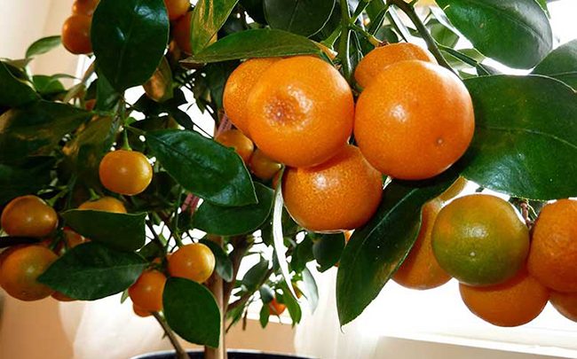 Апельсин вашингтон