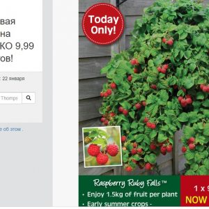 Малина Рубифол купить саженцы Малина Рубифол