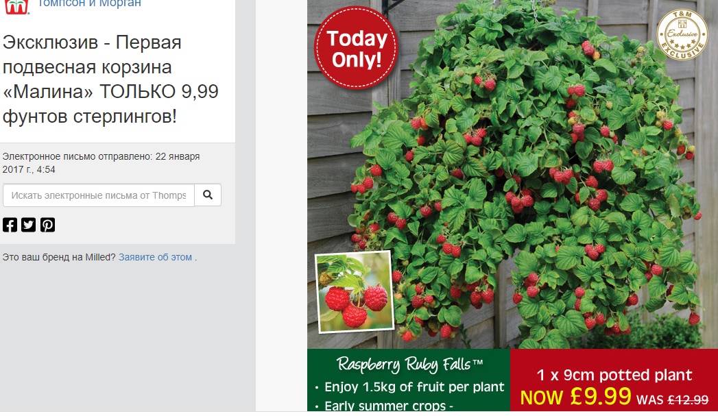 Малина Рубифол купить саженцы Малина Рубифол