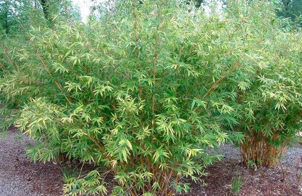 Бамбук Фаргезия Мюриели Fargesia Murielae