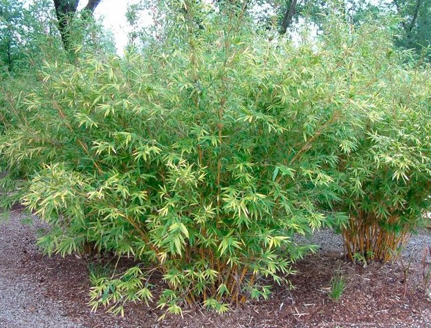Бамбук Фаргезия Мюриели Fargesia Murielae