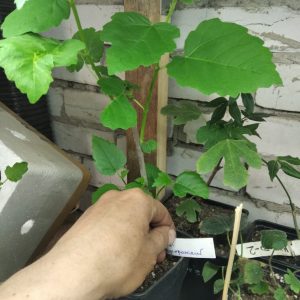 Инжир Сары- Апшеронский Инжир Сары-Апшеронский