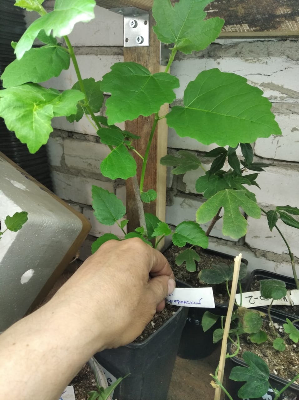 Инжир Сары- Апшеронский Инжир Сары-Апшеронский