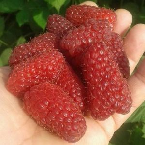 Малина Пшехиба малина пшехиба