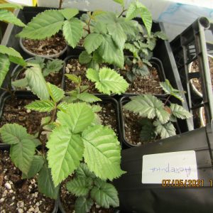 Ежевика Астерина