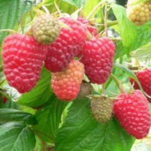 Малина Мапема Малина Мапема