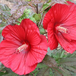 Многолетний травянистый (болотный) гибискус XXL Midnight Marvel. (миднайт марвелл)