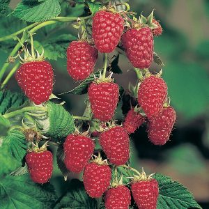 Саженцы малины Октавия